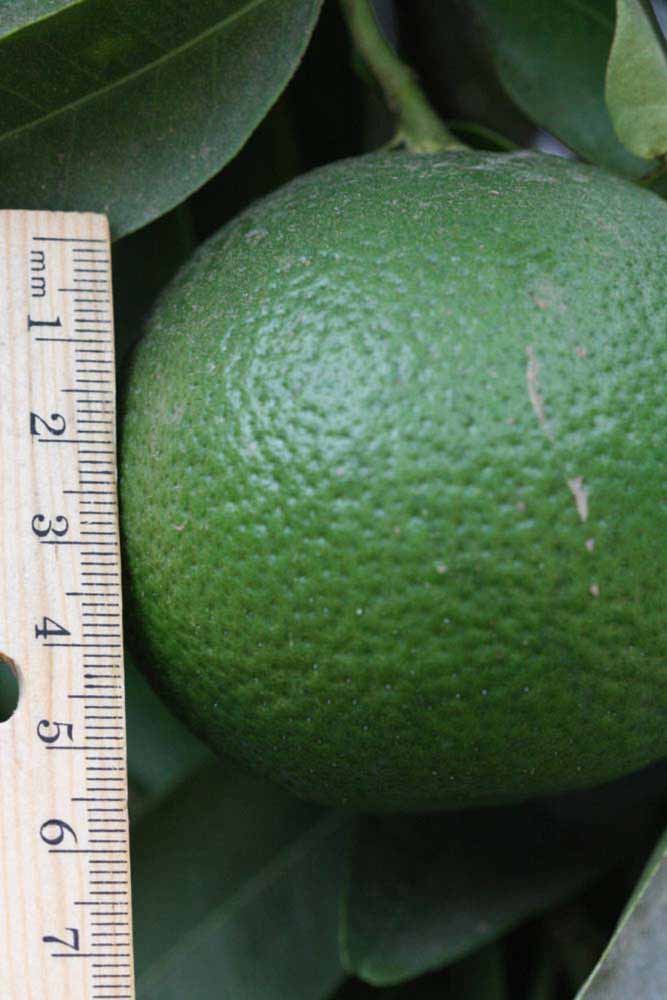              Immature fruit (Iyomikan, Riverside,   CA)   